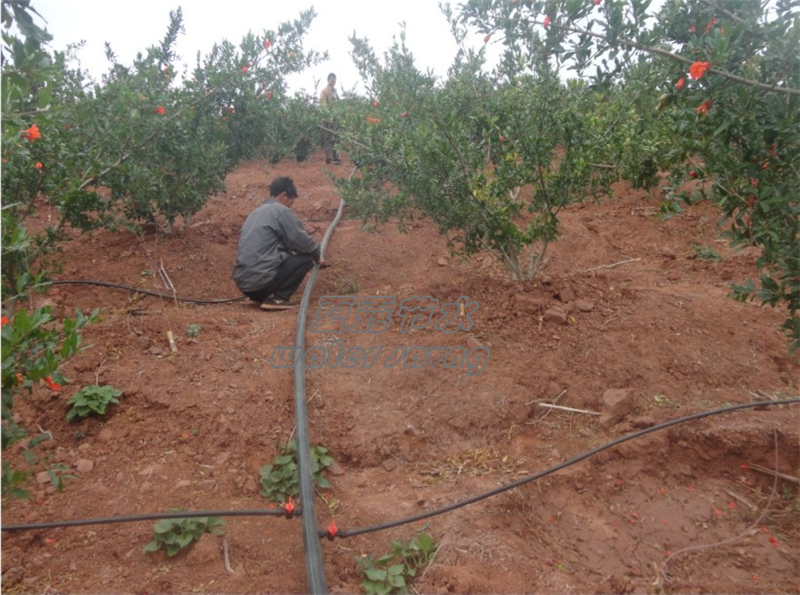 攀枝花国家推广补贴石榴滴灌案例