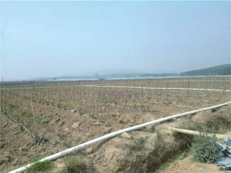 西双版纳火龙果滴灌案例