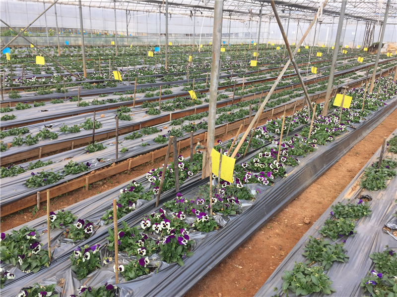 昆明现代化花卉种植基地水肥一体工程 (2)