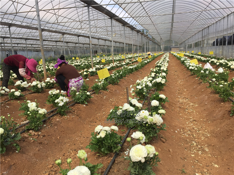 昆明现代化花卉种植基地水肥一体工程 (3)