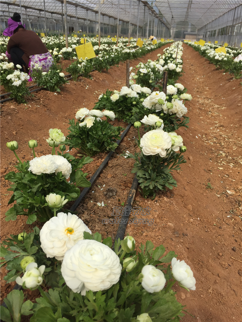昆明现代化花卉种植基地水肥一体工程 (4)